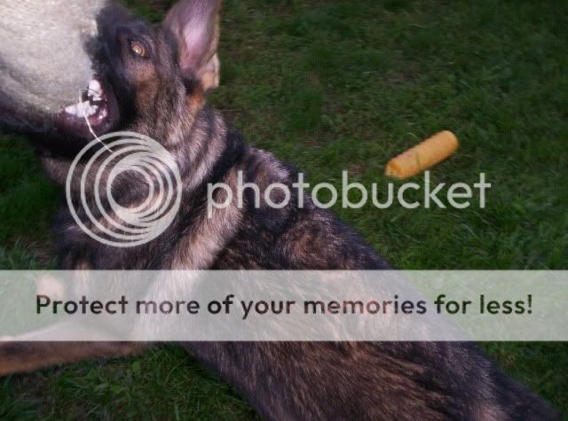 dogs2007662.jpg