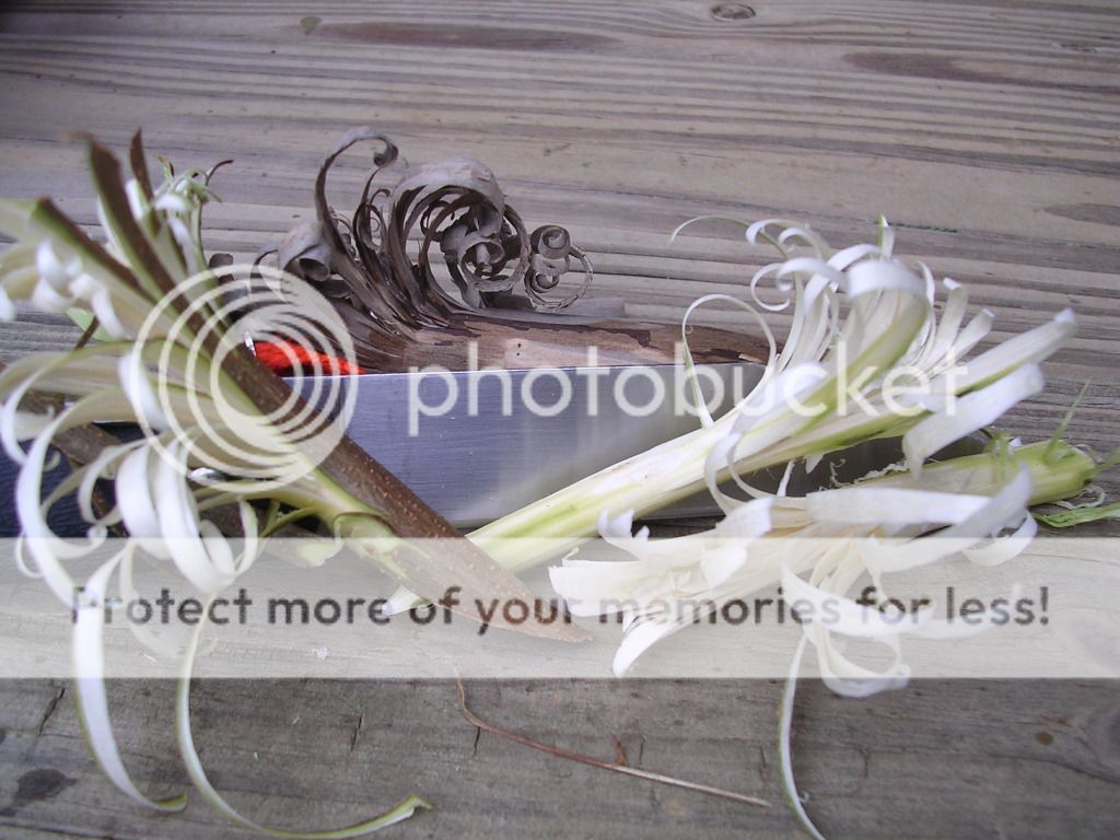 feathersticking001.jpg