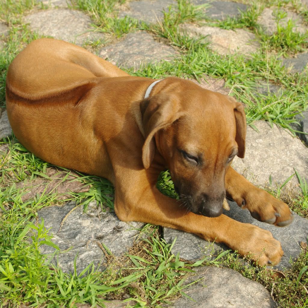 Hund0710liegt.jpg