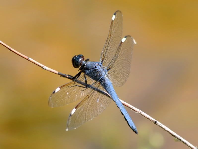 DSC_2316.jpg