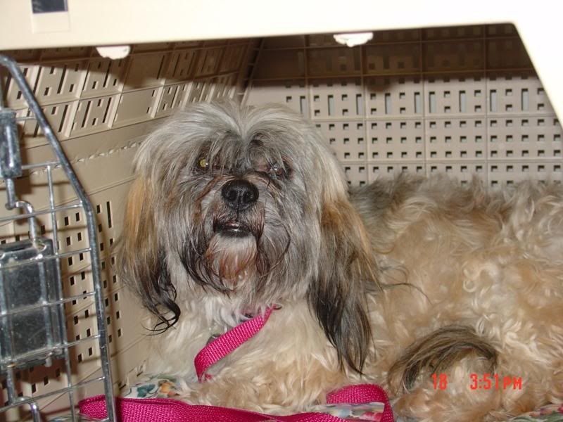 Dolly081810003.jpg