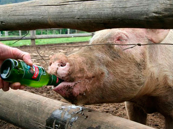 Slider-Image-PIG.jpg