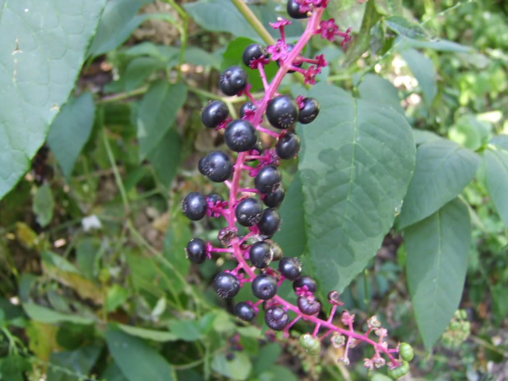2010_09040082.jpg