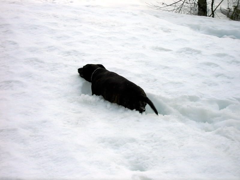 PICT4485.jpg
