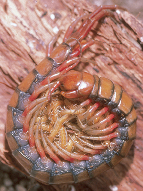 centipede.jpg