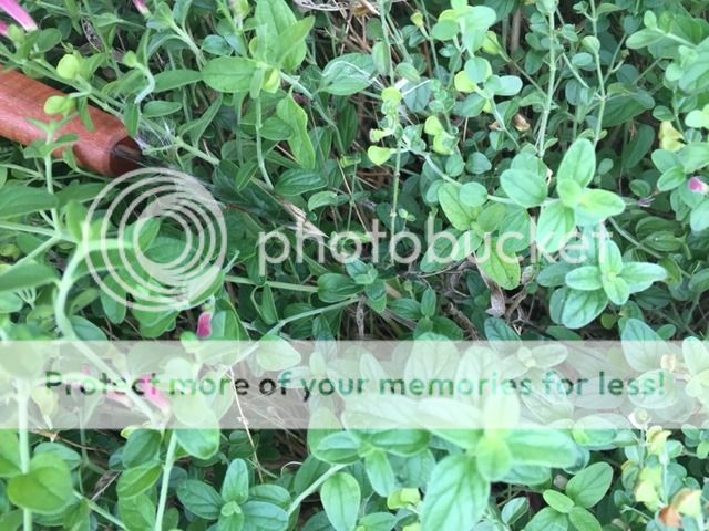 IMG_0474_zpsft27bgkb.jpg