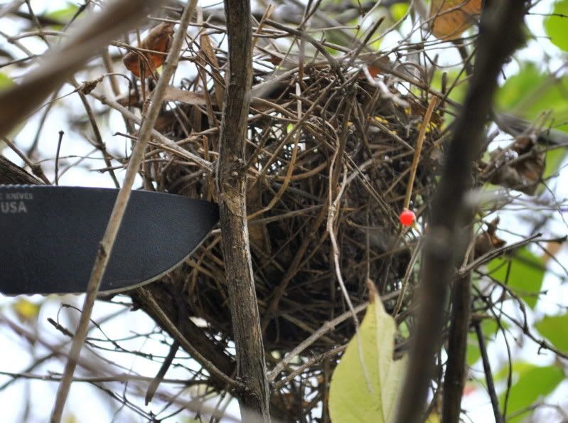 BirdsNest.jpg