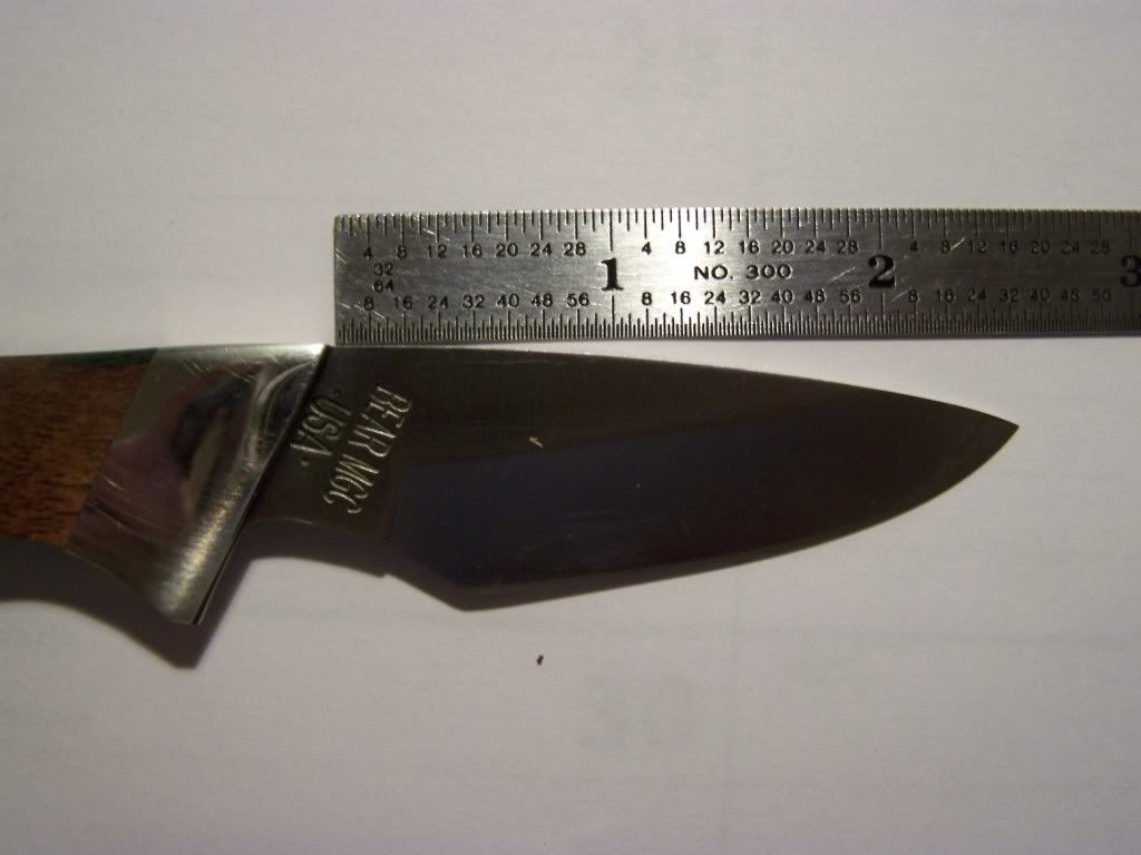 BEAR1.jpg