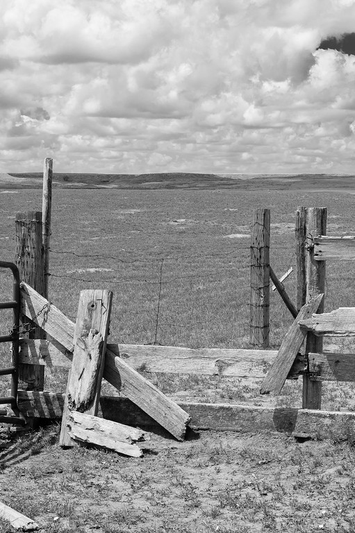P-dogging-BW-1-XL.jpg