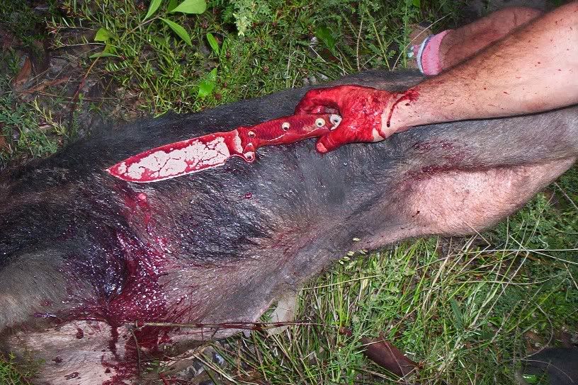 PigCatch3.jpg