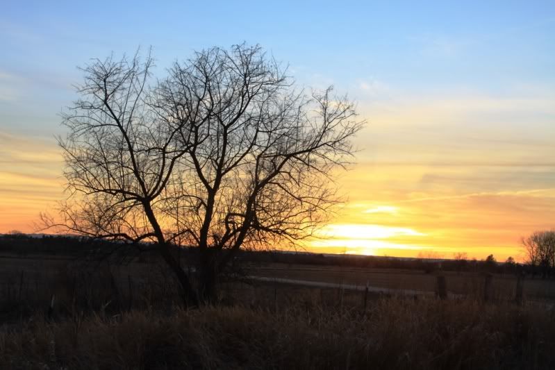 sunsettreeresized.jpg