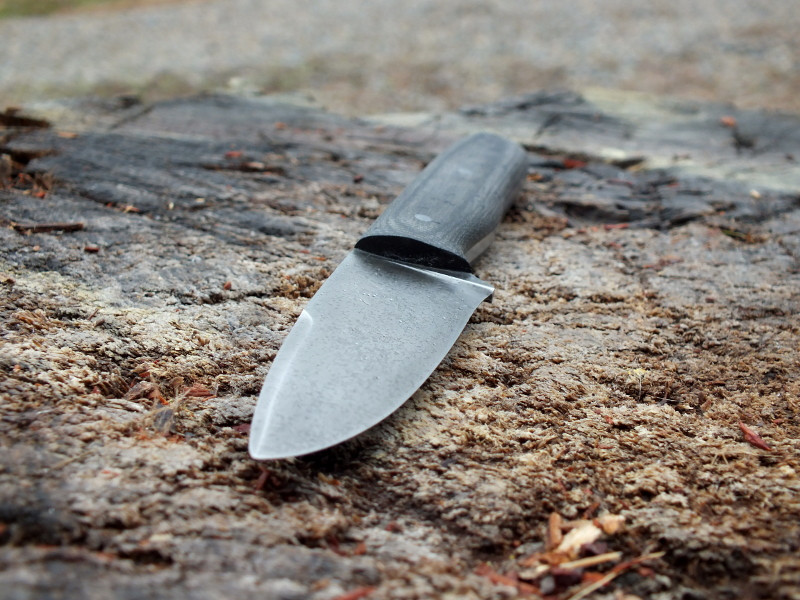Hmr1F.jpg
