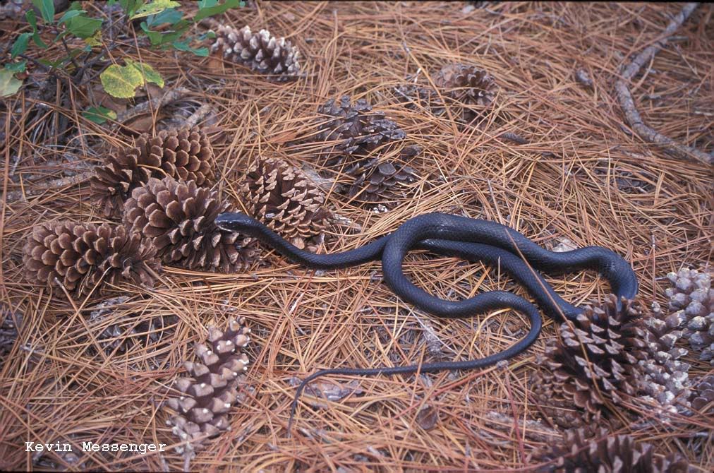 BlackRacer2.jpg