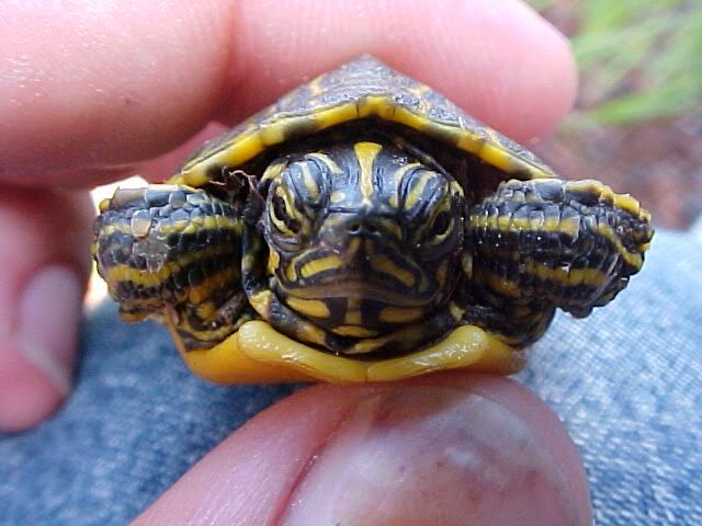 turtle1.jpg
