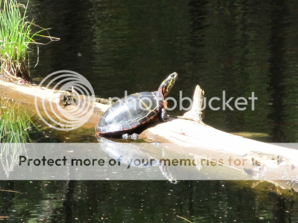 bg24.jpg