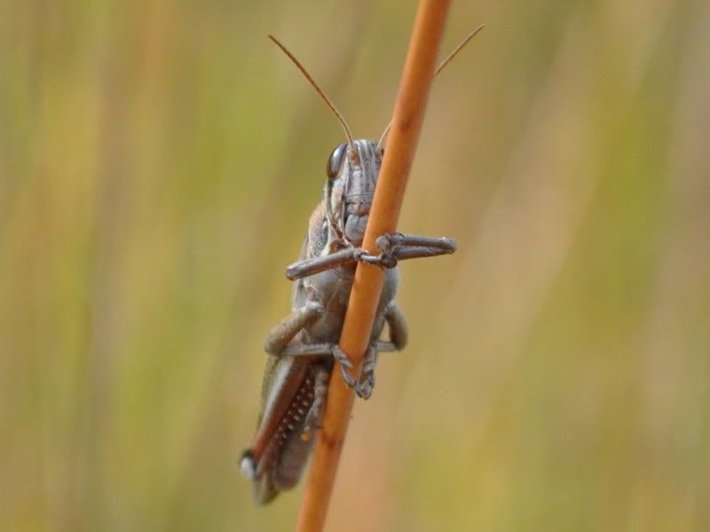 DSC_6417.jpg