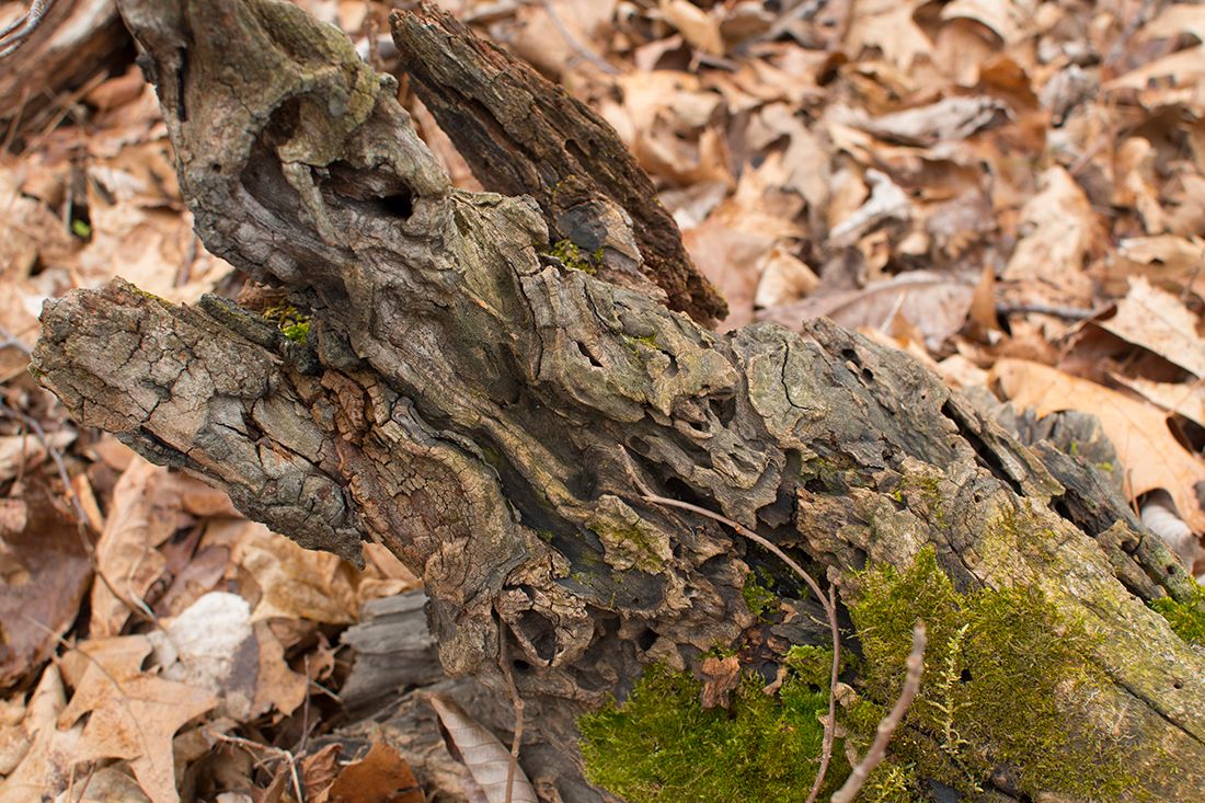 DSC_0003wa_zpszqwxv6kz.jpg