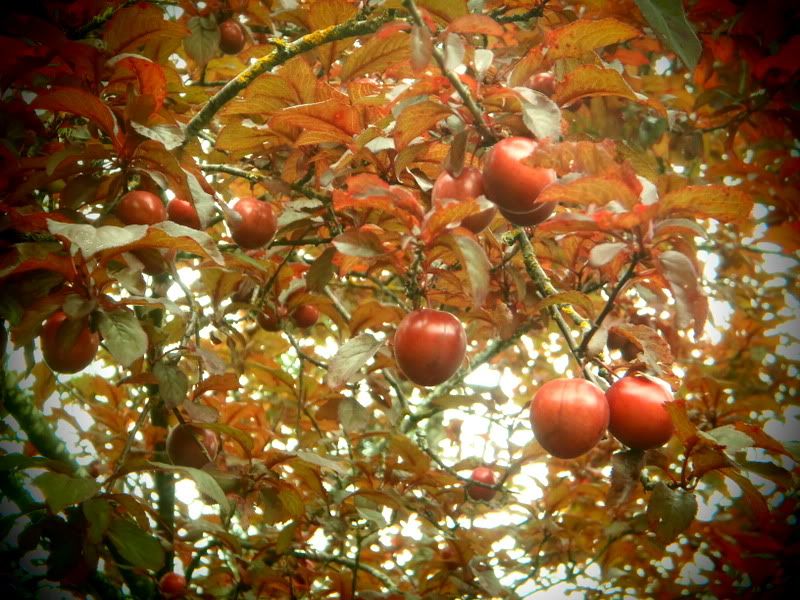 010-10.jpg