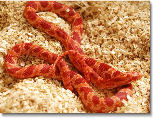 amelanistic-corn-snake.jpg