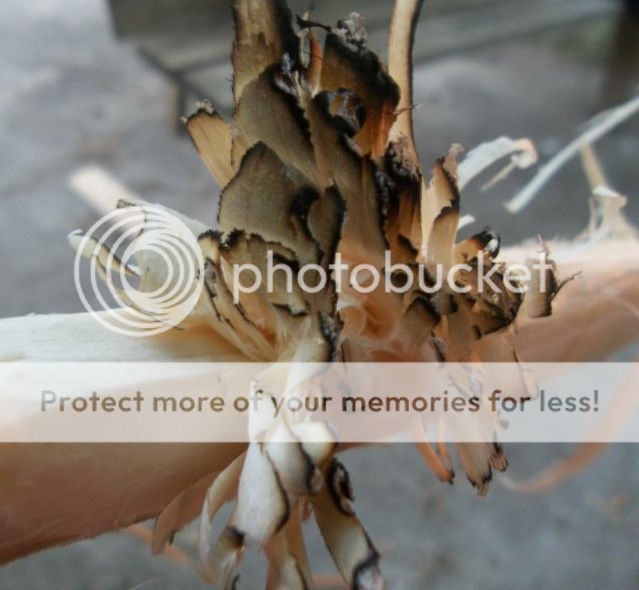 100_2084.jpg