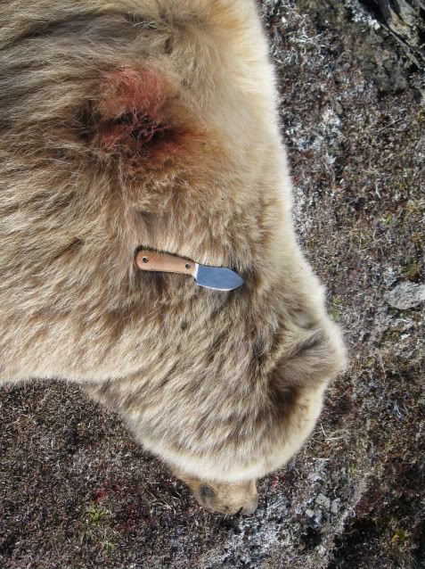 bearwknife2.jpg