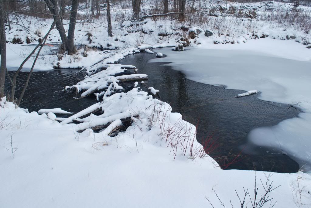 DSC_0155-1.jpg