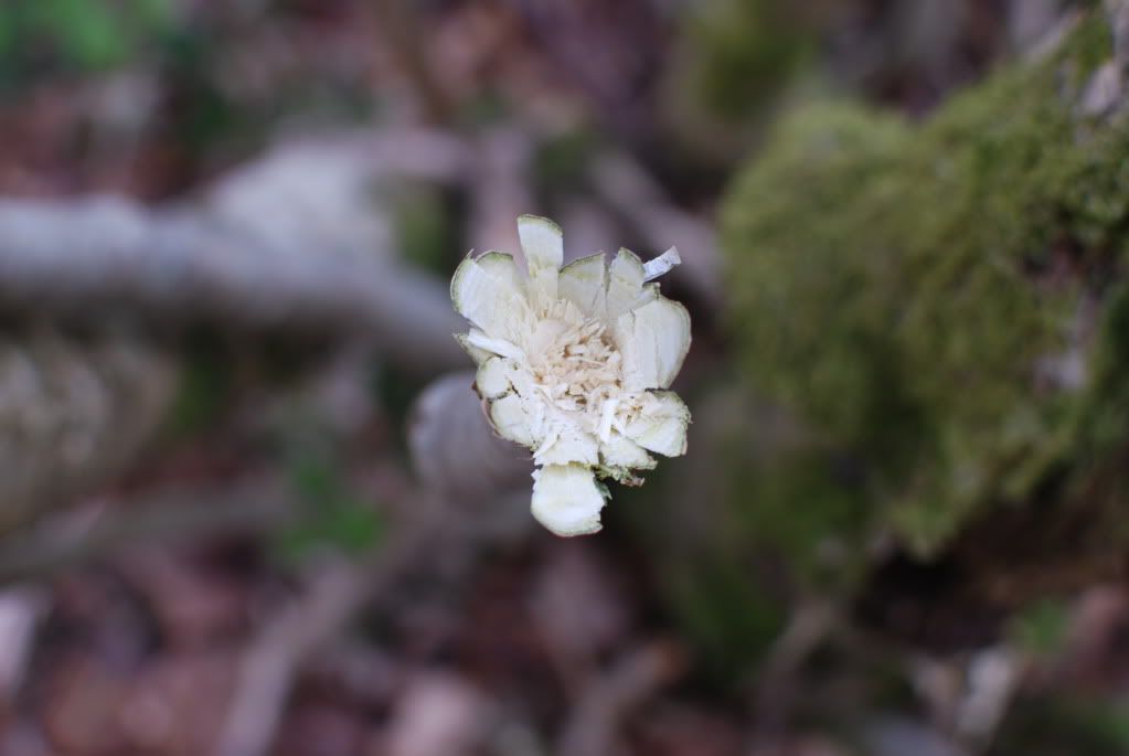DSC_2474.jpg