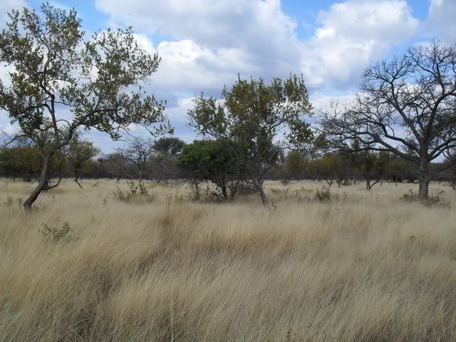 Bush4.jpg