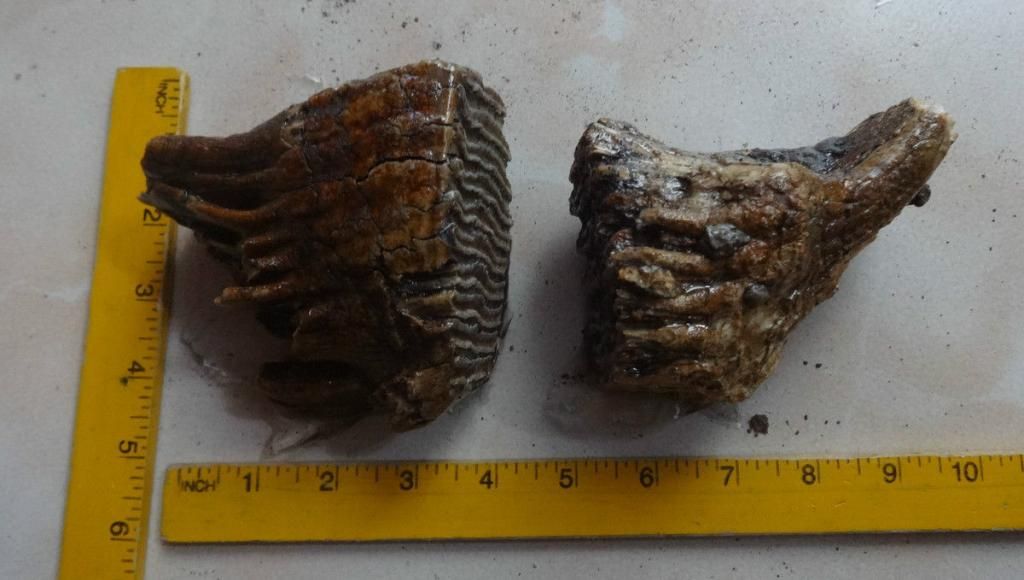 teeth2_zpsb589d2b2.jpg