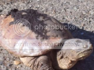 snapturtle004.jpg