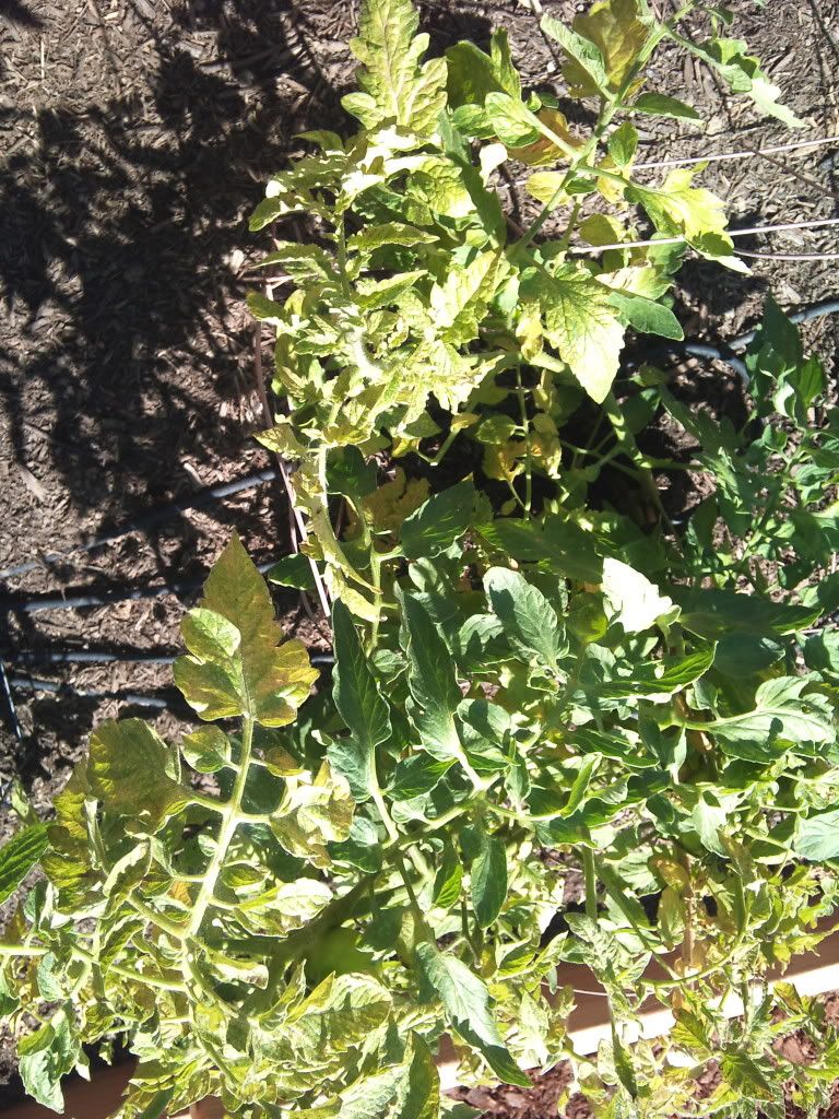 2011-09-07122235.jpg
