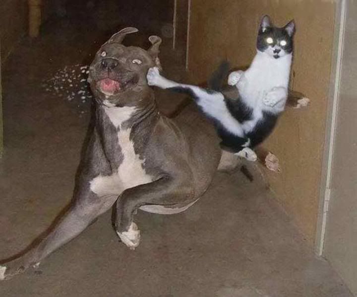 funny-pictures-of-cats-dot-info-345.jpg