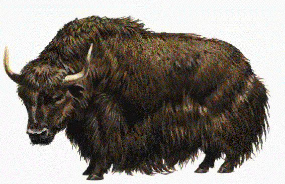 yak.gif