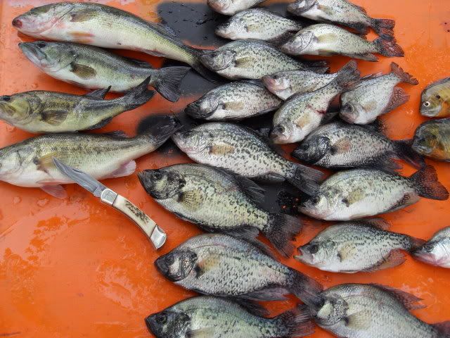 fish117.jpg