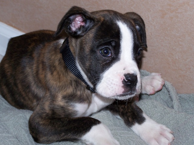 prettypuppy13-vi.jpg