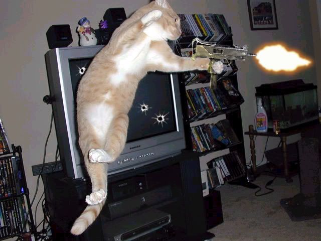 chow_yun_cat1.jpg