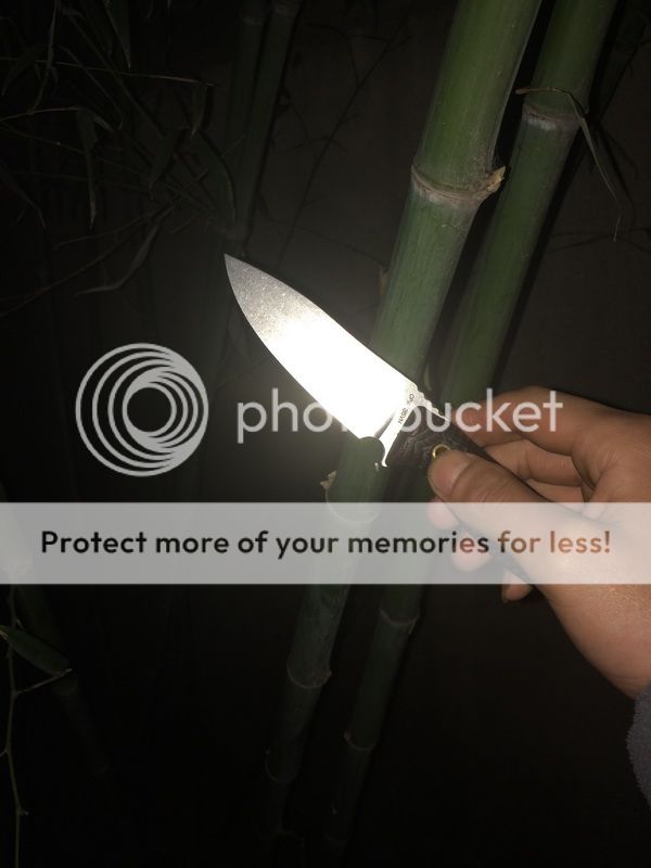 01BAMBOO1.jpg