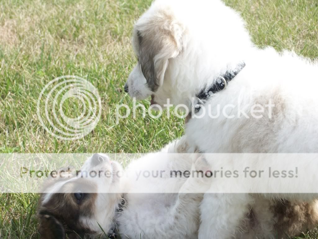 puppies025.jpg
