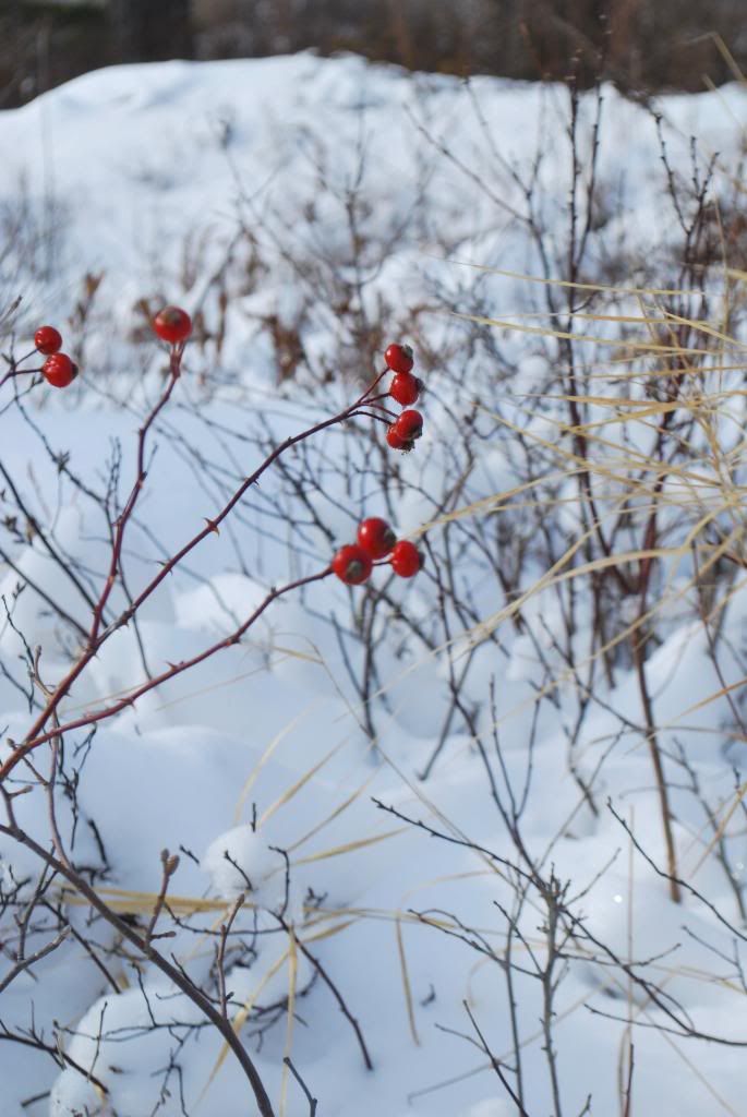 DSC_0141.jpg