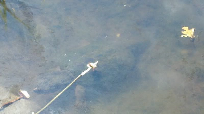 2011-09-10_13-38-29_150.jpg