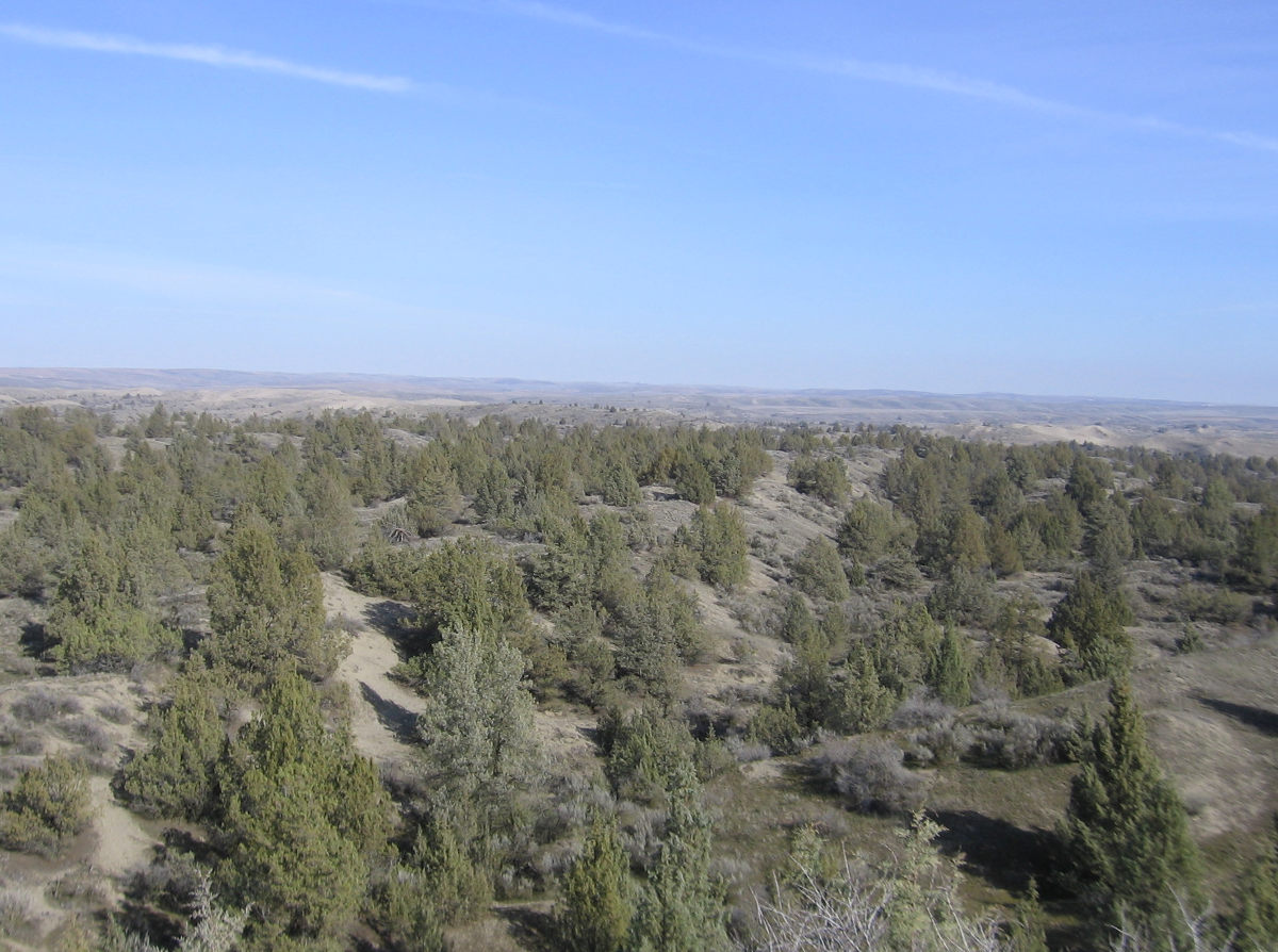 8%20Juniper%20forest.jpg