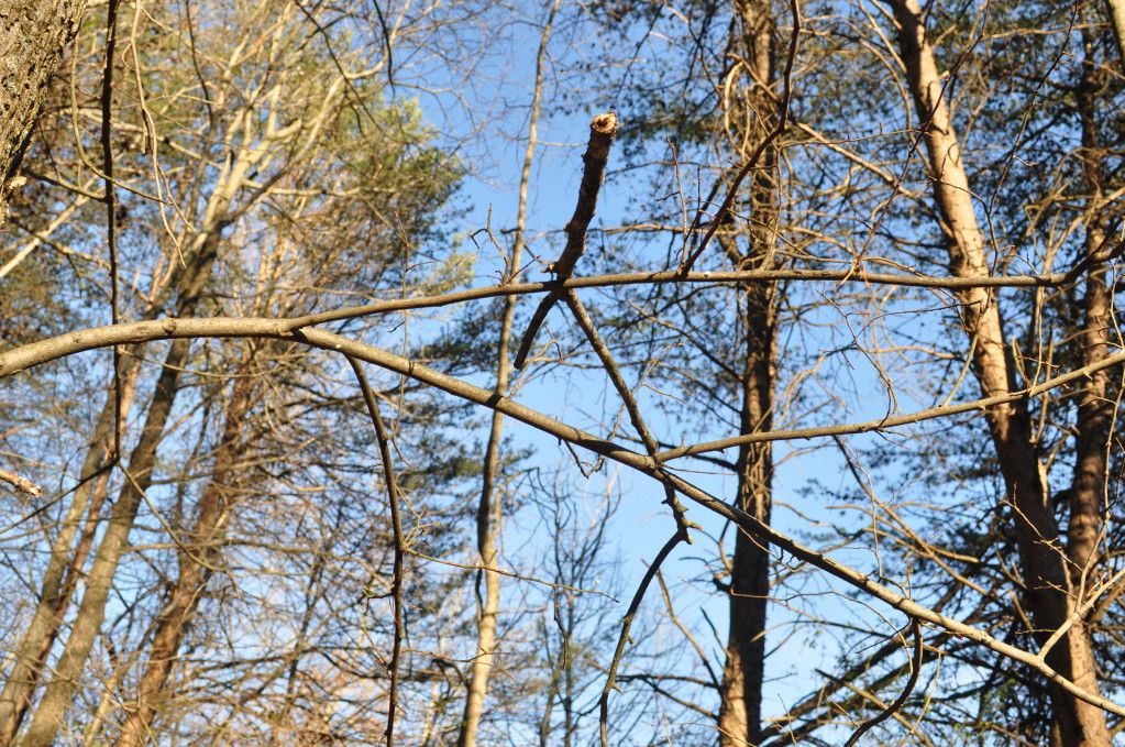 DSC_0964.jpg