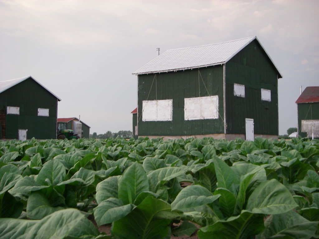 IMGP1620.jpg