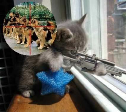 SniperKitten.jpg