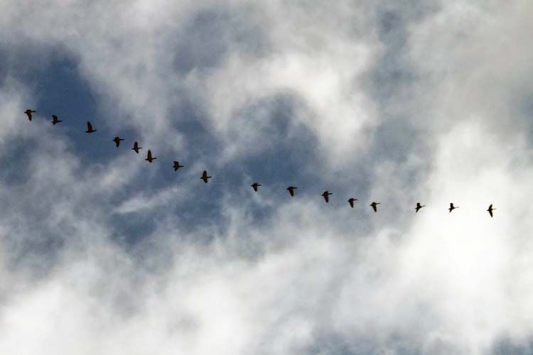 DSCF3608GEESE750MED_zps11434567.jpg