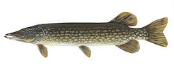 250px-Esox_lucius1.jpg
