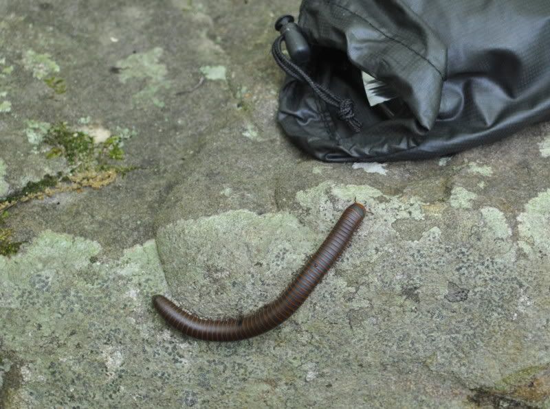 DSC_2006.jpg