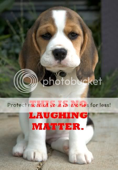 dognolaughingmatter-mark.jpg