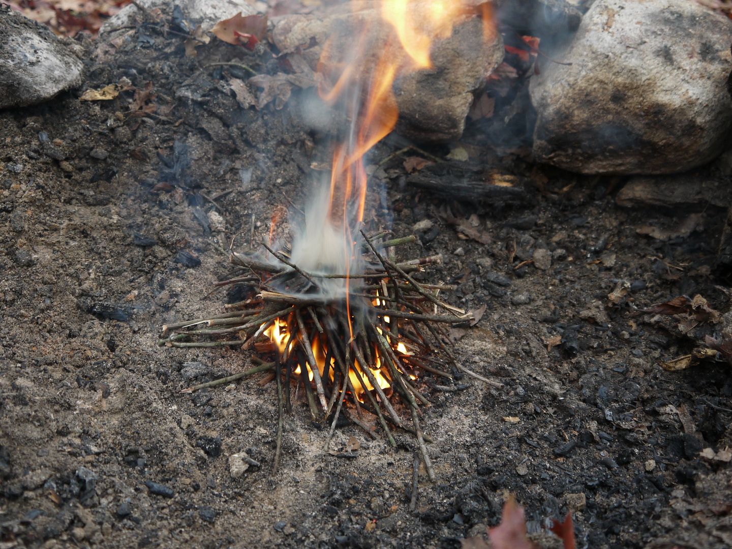 P1000452.jpg