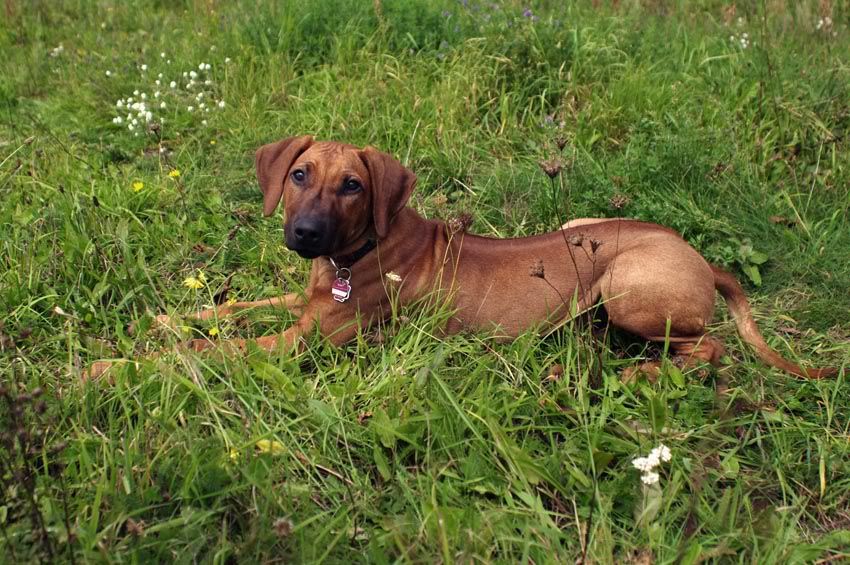 Hund0910liegtklein.jpg